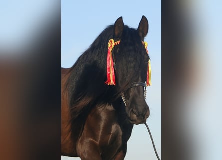 PRE, Stute, 5 Jahre, 162 cm, Rappe