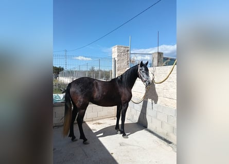 PRE Mix, Stute, 5 Jahre, 162 cm, Rappschimmel