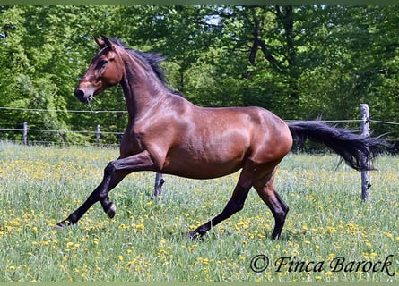 PRE, Stute, 5 Jahre, 163 cm, Brauner