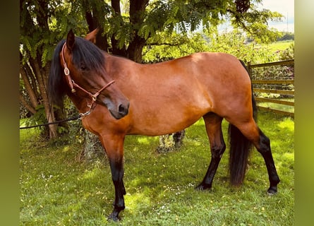 PRE, Stute, 5 Jahre, 163 cm
