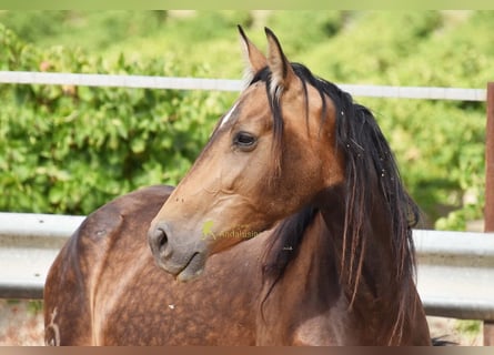 PRE, Stute, 5 Jahre, 165 cm, Falbe