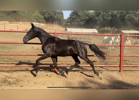 PRE, Stute, 5 Jahre, 165 cm, Rappe
