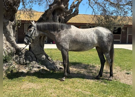 PRE, Stute, 5 Jahre, 165 cm, Schimmel