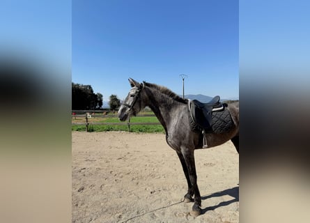 PRE Mix, Stute, 5 Jahre, 165 cm, Schimmel