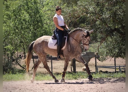 PRE Mix, Stute, 5 Jahre, 166 cm, Blauschimmel