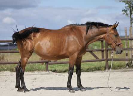 PRE Mix, Stute, 5 Jahre, 174 cm, Brauner