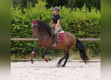 PRE, Stute, 6 Jahre, 153 cm, Dunkelbrauner