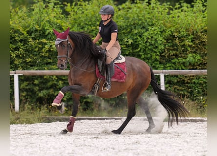 PRE, Stute, 6 Jahre, 153 cm, Dunkelbrauner