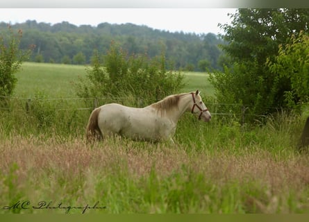 PRE, Stute, 6 Jahre, 158 cm, Pearl