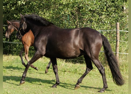 PRE Mix, Stute, 6 Jahre, 158 cm, Rappe