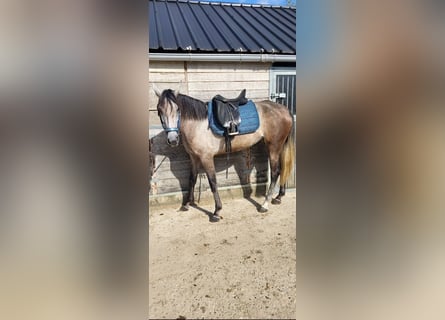 PRE Mix, Stute, 6 Jahre, 160 cm, Apfelschimmel