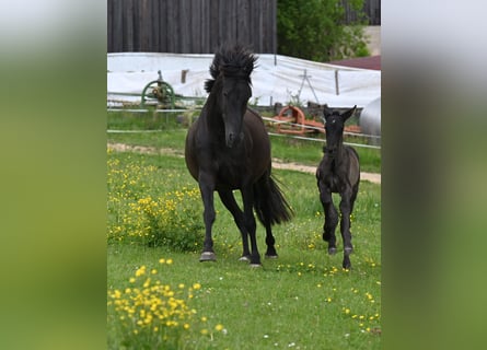 PRE, Stute, 6 Jahre, 160 cm, Rappe