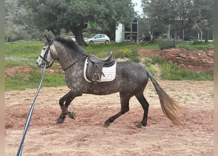 PRE Mix, Stute, 6 Jahre, 160 cm, Schimmel