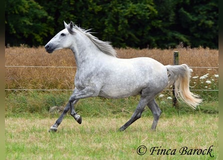 PRE Mix, Stute, 6 Jahre, 160 cm, Schimmel