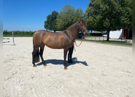 PRE Mix, Stute, 6 Jahre, 162 cm, Brauner