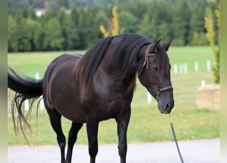 PRE, Stute, 6 Jahre, 162 cm, Rappe