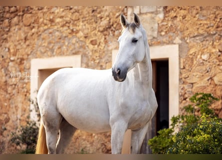 PRE Mix, Stute, 6 Jahre, 162 cm, Schimmel