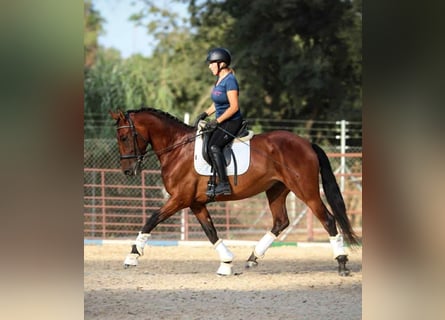 PRE Mix, Stute, 6 Jahre, 163 cm, Brauner