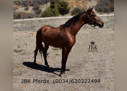 PRE Mix, Stute, 6 Jahre, 164 cm, Brauner