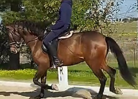 PRE Mix, Stute, 6 Jahre, 164 cm, Dunkelfuchs