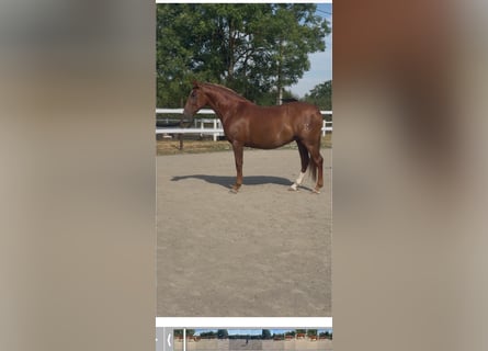 PRE Mix, Stute, 6 Jahre, 165 cm, Fuchs