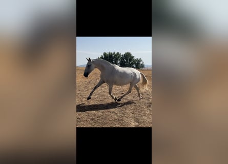 PRE Mix, Stute, 6 Jahre, 167 cm, Fliegenschimmel