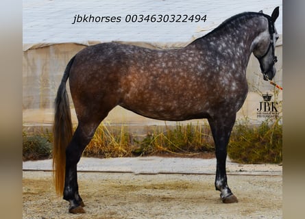 PRE Mix, Stute, 6 Jahre, 167 cm, Schimmel