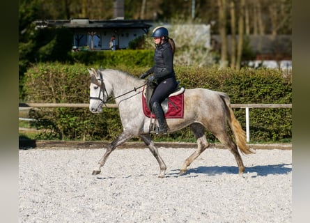 PRE, Stute, 7 Jahre, 152 cm, Schimmel
