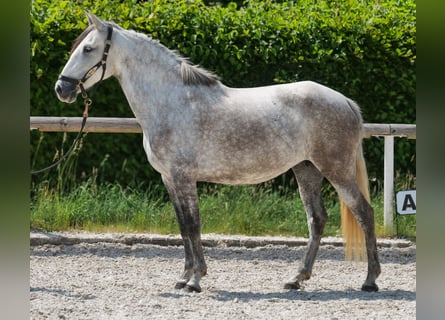 PRE Mix, Stute, 7 Jahre, 153 cm, Schimmel