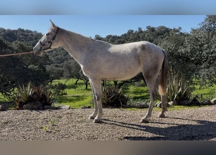 PRE, Stute, 7 Jahre, 154 cm, Schimmel