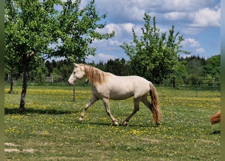 PRE, Stute, 7 Jahre, 155 cm, Perlino