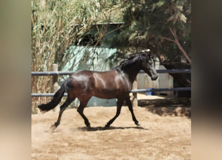 PRE, Stute, 7 Jahre, 159 cm, Rappe
