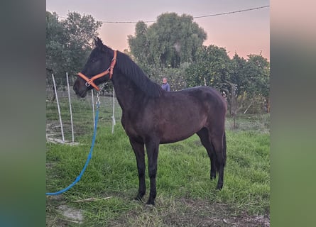 PRE Mix, Stute, 7 Jahre, 161 cm, Rappe