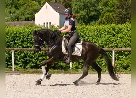 PRE Mix, Stute, 7 Jahre, 162 cm, Rappe