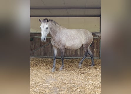 PRE, Stute, 7 Jahre, 162 cm, Schimmel