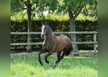 PRE, Stute, 7 Jahre, 165 cm, Brauner