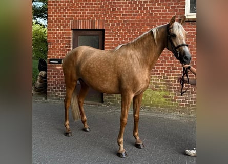 PRE Mix, Stute, 7 Jahre, 165 cm, Palomino