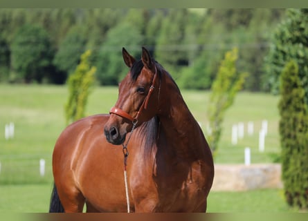 PRE, Stute, 7 Jahre, 167 cm, Brauner