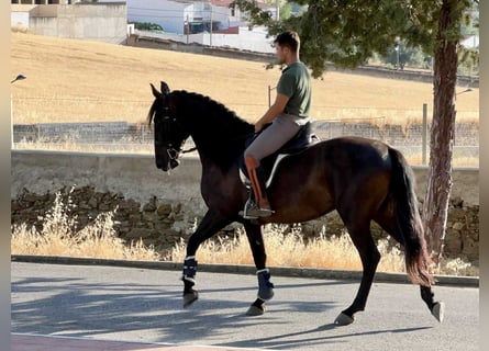 PRE Mix, Stute, 7 Jahre, 167 cm, Rappe