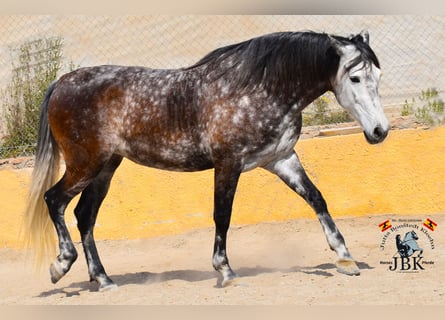 PRE Mix, Stute, 7 Jahre, 168 cm, Schimmel