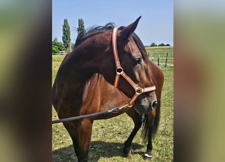 PRE Mix, Stute, 7 Jahre, 169 cm, Brauner