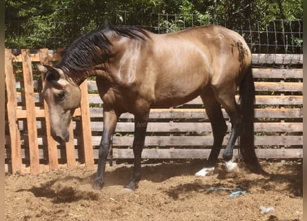 PRE, Stute, 8 Jahre, 156 cm, Falbe