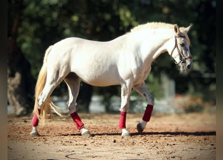 PRE Mix, Stute, 8 Jahre, 158 cm, Schimmel