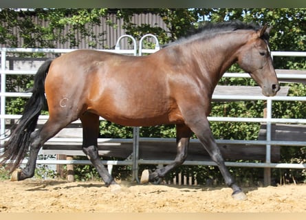 PRE Mix, Stute, 8 Jahre, 166 cm, Pearl