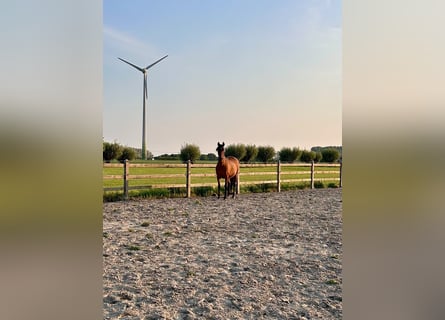 PRE, Stute, 8 Jahre, Brauner