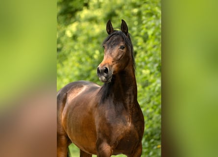 PRE, Stute, 9 Jahre, 160 cm, Brauner