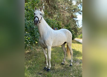 PRE Mix, Stute, 9 Jahre, 160 cm, Schimmel
