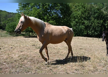 PRE, Stute, 9 Jahre, 162 cm, Palomino