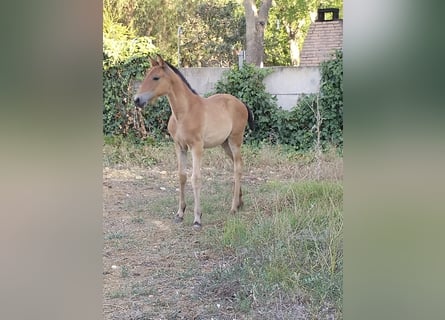 PRE, Stute, 9 Jahre, 162 cm