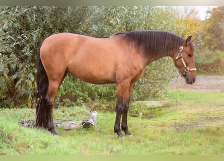 PRE Mix, Stute, 9 Jahre, 165 cm, Falbe
